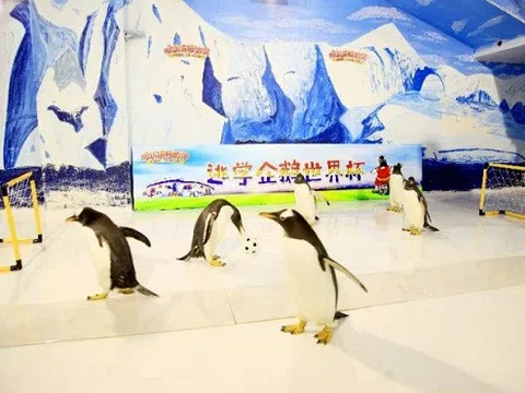 Bảo tàng Trung Quốc hút khách nhờ giải World Cup dành cho... chim cánh cụt